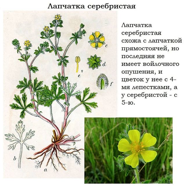 Калган Трава Фото Где Растет